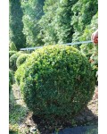 Самшит вічнозелений Куля | Самшит вечнозелёный Шар | Buxus sempervirens Ball